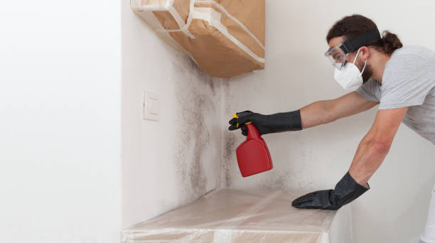 Professional Attic Mold Removal technician working in Natick, MA