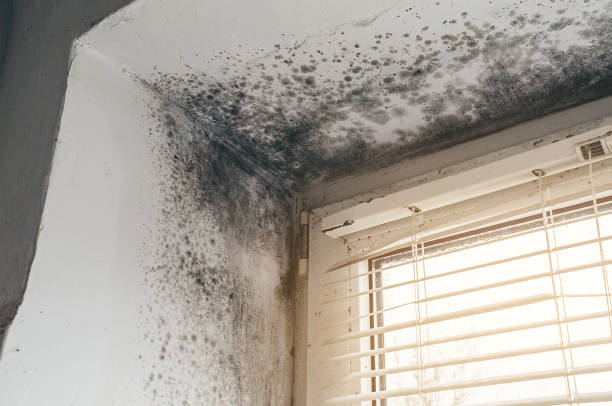 Trusted Black Mold Removal service in Natick, MA - Cheap Mold Removal