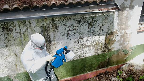 Trusted Attic Mold Removal service in Natick, MA - Cheap Mold Removal